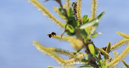 bee of the sky
