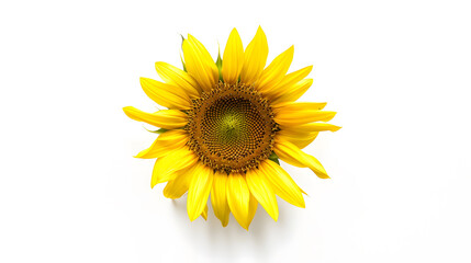 Obraz premium Sunflower flower isloted on a white background : Generative AI