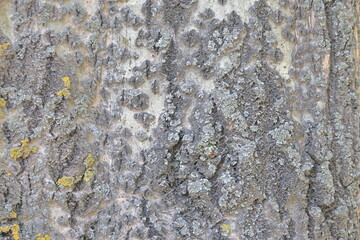 texture of stone