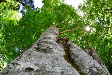 新緑に包まれたブナの巨木