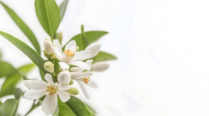 Obraz premium Orange blossom white flower and buds isolated on white Neroli citrus bloom : Generative AI