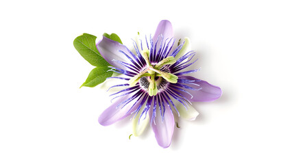Passion flower isolated on white background : Generative AI