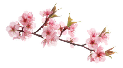 Fototapeta premium Beautiful Cherry blossom flower in blooming with branch isolated on white background for spring season : Generative AI