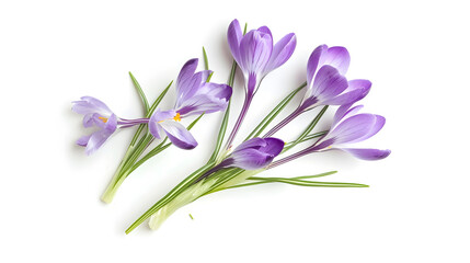 Naklejka premium Crocus spring flowers Lilac crocuses on stem with leaves creative layout isolated on white background Springtime themes Top view flat lay Design element : Generative AI