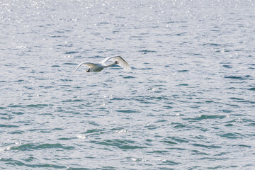Cygne en vol au dessus du lac Léman