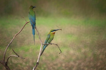 Blue-tailed Bee-eater (Merops Philippinus),it is predominantly green; its face has a narrow blue patch with a black eye stripe, and a yellow and brown throat; the tail is blue and the beak is black. 