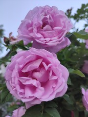 pink rosehip flowers