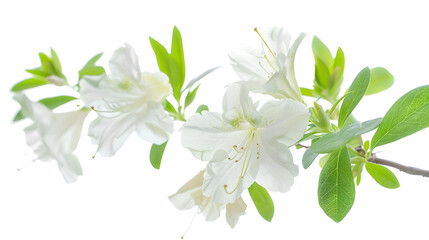 Azaleas flowers with leaves White flowers isolated on white background with clipping path : Generative AI