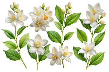 Fototapeta premium Daffodils Flowers Collection on Transparent Background, Isolated Daffodil Blossoms Set