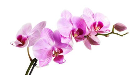 Obraz premium Pink orchid Lovely tropical flower isolated on white Save path : Generative AI