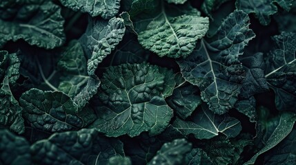 Fototapeta premium A close-up shot of kale leaves, showcasing their intricate texture and deep green hue,