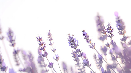 Naklejka premium Lavender flowers isolated on white background : Generative AI
