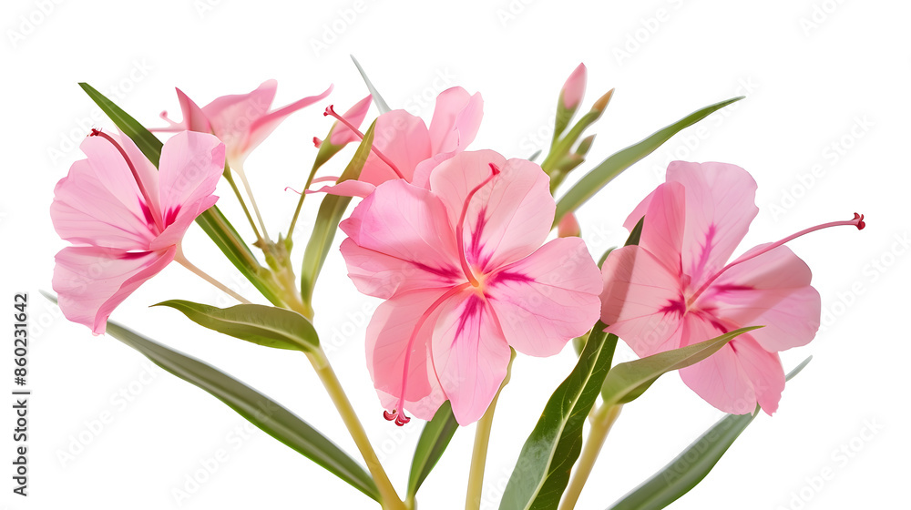Poster nerium oleander pink oleander flowers isolated on white background with clipping path : generative a