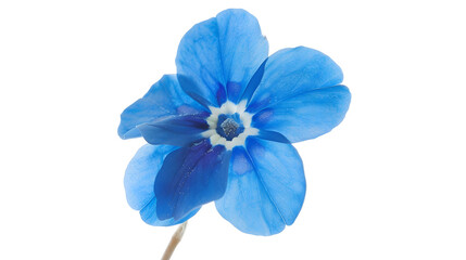 blue forgetmenot flower isolated on white background : Generative AI