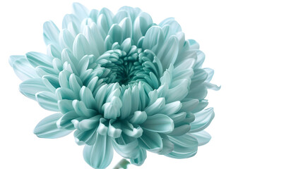 Obraz premium Light turquoise chrysanthemum Flower on a white isolated background with clipping path For design Closeup Nature : Generative AI