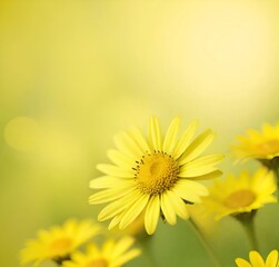 Obraz premium yellow flower background, yellow, summer, plant, garden, blossom, flowers, beauty, spring, sun, bloom, flora, petal, macro