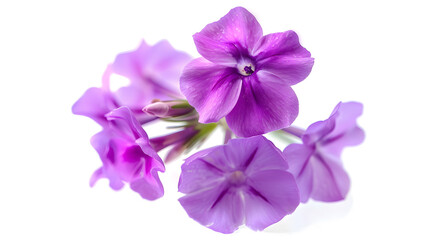 Obraz premium Studio Shot of Purple Colored Phlox Flower Isolated on White Background Large Depth of Field DOF Macro Closeup : Generative AI
