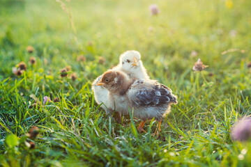 Adorable close up two little chickens on grass field or grassland on the natural sunset background
