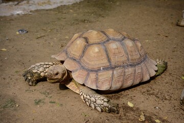 Obraz premium A turtle walking in a zoo in Dubai