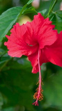 Hibiscus flower blooming, hibiscus flower. Chaba flower on tree in nature. Chaba flowers blooming Thai flowers of Asia