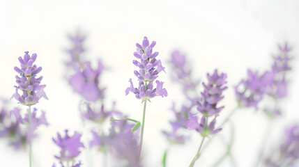 Lavender flowers isolated on white background : Generative AI