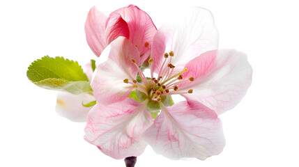 apple tree flower isolated on white background : Generative AI