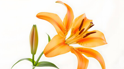 Blooming orange lily stem on white background : Generative AI