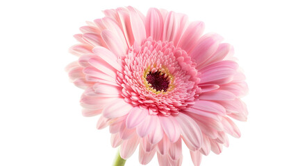 Pink gerbera flower Isolated on white background : Generative AI