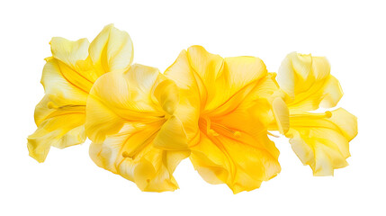 Obraz premium Yellow trumpet flower Tecoma stans Yellow flowers isolated on white background with clipping path : Generative AI