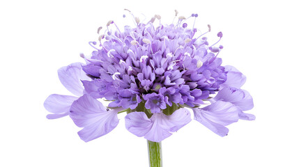 Field Scabious Flower isolated on white background Knautia arvensis Beautiful blooming bouquet : Generative AI