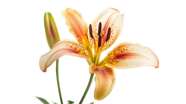 Beautiful Lily flower isolate on white : Generative AI