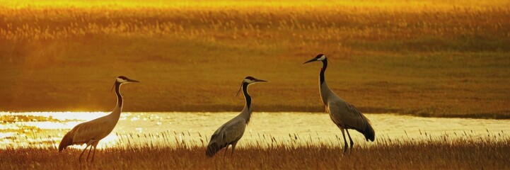 Fototapeta premium World Crane Day. a crane in the wild. wild birds, beautiful crane