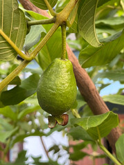 green guava on a tree