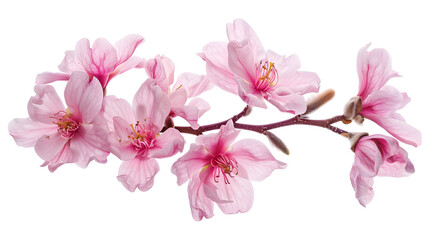 Naklejka premium a branch of tender spring pink flower primrose magnolia isolated on white background : Generative AI