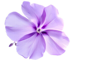 Studio Shot of Purple Colored Phlox Flower Isolated on White Background Large Depth of Field DOF Macro Closeup : Generative AI