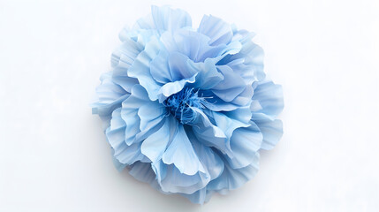 Obraz premium light blue flower on a white background isolated with clipping path Large Delicate shaggy color for design Violet : Generative AI
