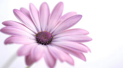 Osteosperumum Flower Daisy Isolated on White Background Macro Closeup : Generative AI