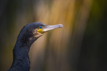 Great Cormorant