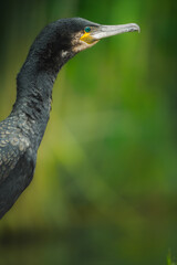 Great Cormorant