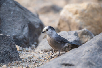 Close-up shot on a Canada Jay. Banff National Park, Canadian Rockies, Alberta, Canada. Gray jay, grey jay, camp robber, whisky jack.