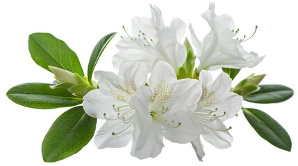 Fototapeta premium Azaleas flowers with leaves White flowers isolated on white background with clipping path : Generative AI