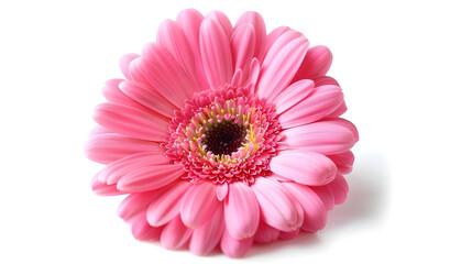 Pink gerbera flower Isolated on white background : Generative AI