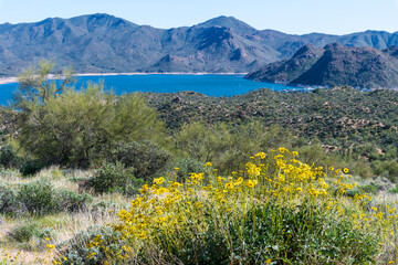 Fototapeta premium Yellow puppy flowers in Arizona