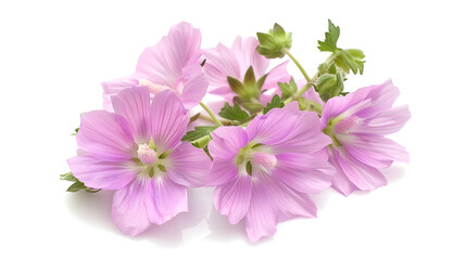 Greater musk mallow flowers isolated  on white background : Generative AI