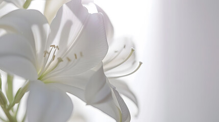 beautiful white flowers background close up white flower petals : Generative AI