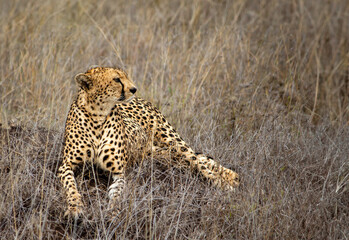 A cheetah looks out while resting on a rock in The Serengeti, Tanzania