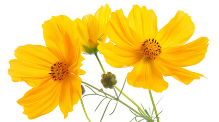 Isolated yellow cosmos flowers with clipping paths : Generative AI