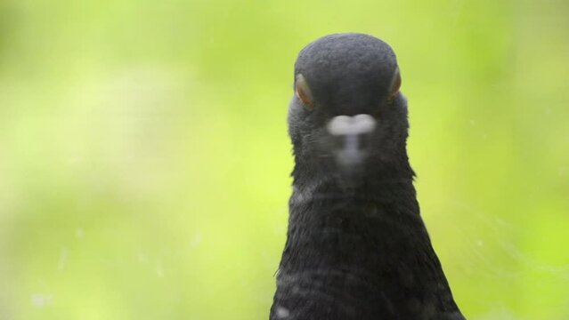 Pigeon head close-up. Dove head close. Ornithology bird lore. Bird fowl flyer flier close up. Head beak bill pecker pecker eyes feathers plumage feather coverts birdie dicky dickey. Nature wildlife