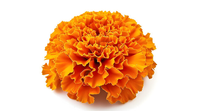 Beautiful orange marigold flower isolated on white background Bright orange tagetes African marigolds flower Orange head flower of cempasuchil used in Mexico s altars on the day of dea : Generative AI