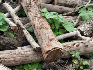tree stump and log texture. wood texture.